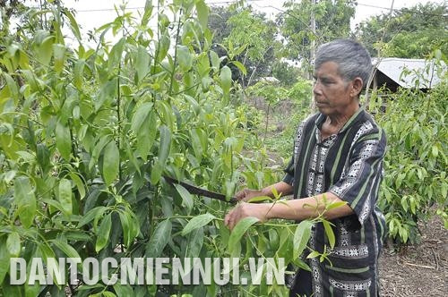 ចាស់ភូមិ អាងុយហ៍ ជាអ្នកដំបូងបង្អស់នៅក្នុងភូមិ កែបរ៉ាម ចេះធ្វើស្រែ ២ រដូវ ចេះដាំដំណាំឧស្សាហកម្មផ្សេងៗ ដូចជាកៅស៊ូ ក្រពុលបាយ ។ល។