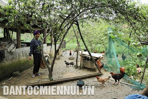 បងស្រី លីធីហាញ់ ថែទាំហ្វូងមាន់ដើម្បីបង្កើនប្រាក់ចំណូល ក្នុងតួនាទីជាលេខាសាខាបក្សនិងជាប្រធានភូមិ ស៊ីនចាយអា បងស្រី លីធីហាញ់ តែងតែ ចលនាមាមីងបងប្អូននៅក្នុងភូមិអនុវត្តល្អគោលនយោបាយរបស់បក្សនិងច្បាប់របស់រដ្ឋ