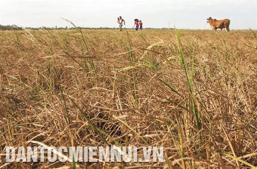 វាលស្រែស្រូវរដូវទឹកសម្រកឆ្នាំ ២០១៥ - ២០១៦ ត្រូវងាប់ស្លោកដោយសារផលប៉ះពាល់នៃការប្រែប្រួលអាកាសធាតុនៅឃុំ លិចហូយធឿង ស្រុក ត្រឹនដេ (ខេត្ត សុកត្រាំង)