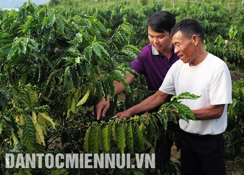 កម្មាភិបាលផ្នែកកសិកម្មស្រុក ង៉ុកហូយ ណែនាំអតីតយុទ្ធជន ត្រឹនវ៉ាន់ភើន ពីរបៀបថែទាំកាហ្វេរ៉ូប៊ឺស្តា