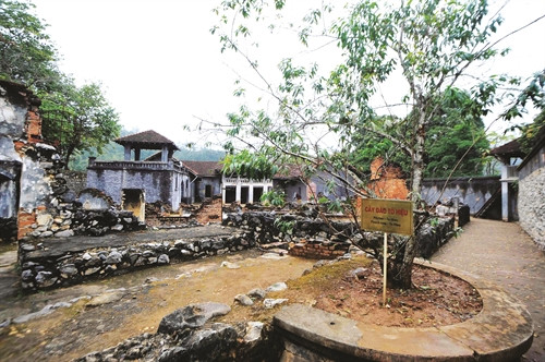 ដើមប៉ែសត្រូវបានប្រសិទ្ធនាមថា តូហៀវ នៅឆ្នាំ១៩៤៥ ពេលបដិវត្តន៍បានជោគជ័យ និមិត្តរូបអោយស្មារតីតស៊ូដ៏អង់អាចរបស់បណ្តាជនកុម្មុយនីស្ត វៀតណាម ដើមប៉ែសត្រូវបានប្រសិទ្ធនាមថា តូហៀវ នៅឆ្នាំ១៩៤៥ ពេលបដិវត្តន៍បានជោគជ័យ និមិត្តរូបអោយស្មារតីតស៊ូដ៏អង់អាចរបស់បណ្តាជនកុម្មុយនីស្ត វៀតណាម