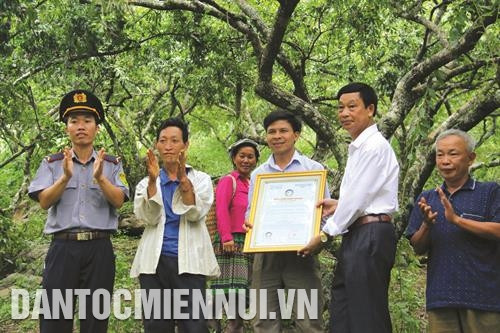 ផ្ដល់លិខិតបញ្ជាក់ស្តង់ដារ VietGAP ដល់កុ្រមផលិតផែព្ល ូ្រននៅអនុសង្កាត់ ប៉ាខែន ១ ទីរួមស្រុក ណុងទ្រឿង ម៉ុកចូវ