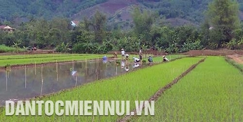 អាស្រ័យការងារប្រជាចលនាប៉ិនប្រសប់ បងប្អូនជនជាតិនៅតំបន់ទឹកជំនន់ស្រុក មឿងឡា ស្តារឡើងវិញនូវផ្ទៃដីស្រែបានឆាប់ដើម្បីរក្សាលំនឹងក្នុងផលិតកម្ម អាស្រ័យការងារប្រជាចលនាប៉ិនប្រសប់ បងប្អូនជនជាតិនៅតំបន់ទឹកជំនន់ស្រុក មឿងឡា ស្តារឡើងវិញនូវផ្ទៃដីស្រែបានឆាប់ដើម្បីរក្សាលំនឹងក្នុងផលិតកម្ម