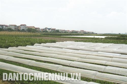 ទម្រង់រូបភាពបង្កបង្កើនផលបន្លែសុវត្ថិភាពនៅឃុំ ត្រាងវៀត បាននាំមកនូវប្រសិទ្ធភាពសេដ្ឋកិច្ចខ្ពស់អោយបងប្អូនមាមីងប្រជាកសិករ