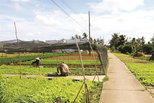 ដាំបន្លែស្អាត សុវត្ថិភាពតាមទម្រង់រូបភាពវាលស្រែទ្រង់ទ្រាយធំនៅឃុំ ទ្រីលឹក ស្រុក ធើយប៊ិញ (ខេត្ត កាម៉ៅ) ដាំបន្លែស្អាត សុវត្ថិភាពតាមទម្រង់រូបភាពវាលស្រែទ្រង់ទ្រាយធំនៅឃុំ ទ្រីលឹក ស្រុក ធើយប៊ិញ (ខេត្ត កាម៉ៅ)