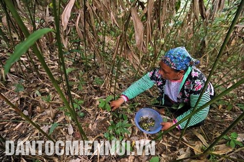 ជាមួយនឹងលក្ខណៈងាយដាំ ងាយថែទាំ តម្លៃផលិតផលខ្ពស់ ទីផ្សារស្ថិរភាព ក្រកោបានក្លាយជាដំណាំលុបបំបាត់ភាពអត់ឃ្លានកាត់បន្ថយភាពក្រីក្រជូនបងប្អូនជនជាតិ ម៉ុង នៅឃុំ ទ័រទិញ ស្រុក ទន់យ៉ាវ អាស្រ័យបានចំណូលខ្ពស់ពីការដាំក្រកោ គ្រួសារបងប្អូនជនជាតិ ម៉ុង ជាច្រើននៅឃុំ ទ័រទិញ ស្រុក ទន់យ៉ាវ បានរួចផុតពីភាពក្រីក្រនិងក្លាយជាអ្នកមាន ជាមួយនឹងលក្ខណៈងាយដាំ ងាយថែទាំ តម្លៃផលិតផលខ្ពស់ ទីផ្សារស្ថិរភាព ក្រកោបានក្លាយជាដំណាំលុបបំបាត់ភាពអត់ឃ្លានកាត់បន្ថយភាពក្រីក្រជូនបងប្អូនជនជាតិ ម៉ុង នៅឃុំ ទ័រទិញ ស្រុក ទន់យ៉ាវ អាស្រ័យបានចំណូលខ្ពស់ពីការដាំក្រកោ គ្រួសារបងប្អូនជនជាតិ ម៉ុង ជាច្រើននៅឃុំ ទ័រទិញ ស្រុក ទន់យ៉ាវ បានរួចផុតពីភាពក្រីក្រនិងក្លាយជាអ្នកមាន