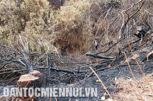 ក្រោយពីការឆេះព្រៃកាលពីថ្ងៃទី ២៨ ដល់ថ្ងៃទី ៣០ ខែ មិថុនា ព្រៃឈើរាប់រយហិកតានៅស្រុក ងីស៊ន់ (ខេត្ត ហាទិញ) ត្រូវបានឆេះខ្ទេចខ្ទី មិននៅមានលទ្ធភាពដុះដាលឡើងវិញឡើយ ប្រហែលម៉ោង ១០ យប់នៃថ្ងៃទី ២៦ ខែ មិថុនា មានករណីភ្លើងឆេះព្រៃមួយបានកើតឡើងនៅភូមិសាស្រ្តឃុំ ខាញ់សឺន ១ ស្រុក ណាមដាន (ខេត្ត ងេអាន) បន្សល់ទុកនូវការខូចខាតយ៉ាងធ្ងន់ធ្ងរ។ ក្នុងរូបថត៖ ពួតដៃជាមួយមូលដ្ឋាន កម្មាភិបាល យុទ្ធជននៃបញ្ជាការដ្ឋាន យោធាខេត្ត ងេអាន និងកងពលតូច កងវិស្វកម្មលេខ ៤១៤ ចូលរួមពន្លត់ភ្លើងឆេះព្រៃ