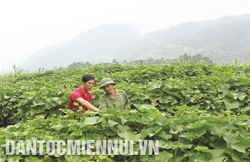 ក្រុមគ្រួសារបងប្អូនជនជាតិមិនតិចទេដែលខ្ចីទុនយកមកវិនិយោគដាំដើមឈើ ឧស្សាហកម្មរយៈកាលខ្លីឈានឡើងកែលម្អជីវភាពរស់នៅជាជំហានៗ
