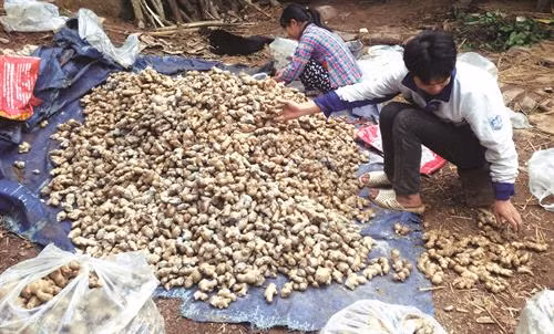 ដីធ្លីនៅតំបន់ខ្ពស់ លុកឃូសែនសមស្របទៅនឹងការដុះដាលនិងរីកលូតលាស់នៃដំណាំ "ខ្ញីត្រូវ" បែងចែកប្រភេទ "ខ្ញីត្រូវ" ក្រោយពេលប្រមូលផលរួច