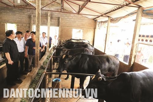 ក្រុមគ្រួសារបង វូគីមទ្វៀន នៅឃុំ ធន់មី ស្រុក បាវី ជាគ្រួសារមួយក្នុងចំណោមក្រុមគ្រួសារចូលរួមដំបូងបង្អស់ក្នុងគម្រោងបង្កាត់ពូជគោ 3B