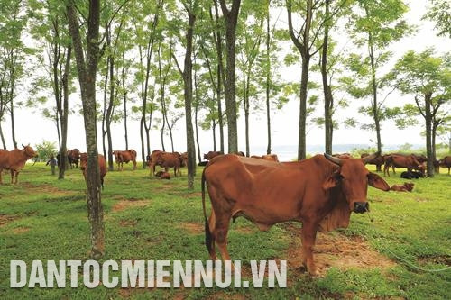 ចិញ្ចឹមពូជគោ 3B ជាទិសដៅថ្មីជួយអោយក្រុមគ្រួសារជាច្រើន នៅស្រុក បាវី មា នប្រាក់ចំណូលខ្ពស់