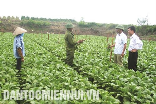 តំបន់ដាំបន្លែសុវត្ថិភាពរបស់ឃុំ ត្រាងវៀត្របមូលផ្តុំជាសំខាន់នៅភូមិ ដុងកាវ