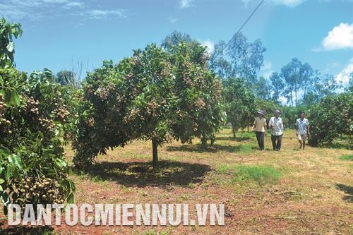 ប្រជាជនមកទស្សនាទម្រង់រូបភាពដាំដើមមៀន ហ៊ឹងអៀន របស់ក្រុមគ្រួសារបង ង្វៀនឌិញណាប់ នៅភូមិ ធន់ងៀ ឃុំ ធន់ហាញ់ ប្រជាជនមកទស្សនាទម្រង់រូបភាពដាំដើមមៀន ហ៊ឹងអៀន របស់ក្រុមគ្រួសារបង ង្វៀនឌិញណាប់ នៅភូមិ ធន់ងៀ ឃុំ ធន់ហាញ់