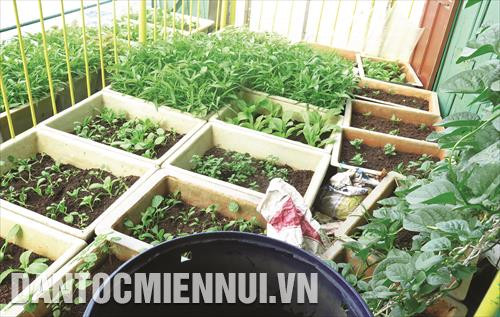 ចំពោះយុទ្ធជនផ្ទះរន្ទា DK 1 ពណ៌បៃតងនៃថ្នាលបន្លែដែលកំពុងលាស់ត្រួយក្នុងផើងដីទាំងឡាយនាកណ្ដាលលម្ហសមុទ្រទាំងនោះគឺជារូបភាពដ៏ពិសិដ្ឋនៃដែនដីគោក ជាទីស្រឡាញ់