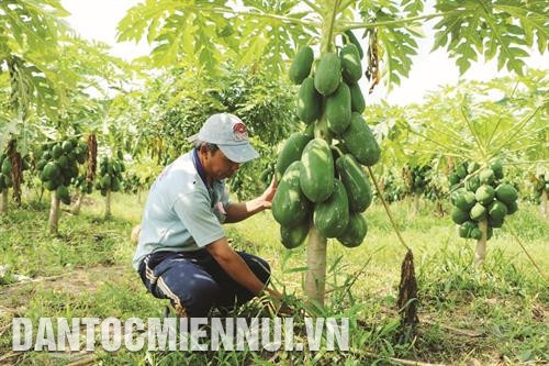 លោក ង្វៀនវ៉ាន់ទ្រឿង នៅឃុំ អានឡាកតី ស្រុក កេសាច់ដាំ ០,៦ ហិកតាដើមល្ហុងពូជ ហុងភី សាច់ក្រហម ចំណេញជាង ៣០០ លានដុងក្នុងមួយឆ្នាំ