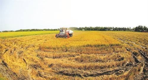 ប្រមូលផលស្រូវពិសេសប្រចាំតំបន់នៅស្រុក មីស្វៀន ខេត្ត សុកត្រាំង ប្រមូលផលស្រូវពិសេសប្រចាំតំបន់នៅស្រុក មីស្វៀន ខេត្ត សុកត្រាំង