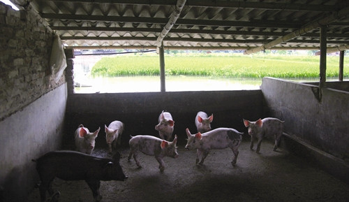 ទ្រុងចិញ្ចឹមសត្វស្រុកត្រូវបានកសាងនៅក្បែរស្រះទឹក ទ្រុងចិញ្ចឹមសត្វស្រុកត្រូវបានកសាងនៅក្បែរស្រះទឹក