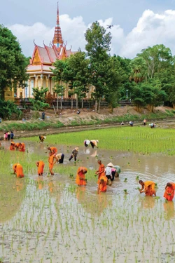 រូបភាពព្រះសង្ឃ មាមីងបងប្អូនពុទ្ធបរិស័ទ ខ្មែរ ព្យាយាមខ្នះខ្នែងស្ទូងសំណាបនៅអំពកស្រែជាង ២.០០០ ម៉ែត្រការ៉េនៅខាងក្រោយបរិវេណវត្តគីរីគុជ្ជរោទិ៍ឥសីសិទ្ធី (រោទិ៍) បានបង្កើតផ្ទាំងគំនូរជនបទមួយផ្ទាំងដ៏សុខក្សេមក្សាន្តនិងពោរពេញដោយកម្លាំងរស់រាន