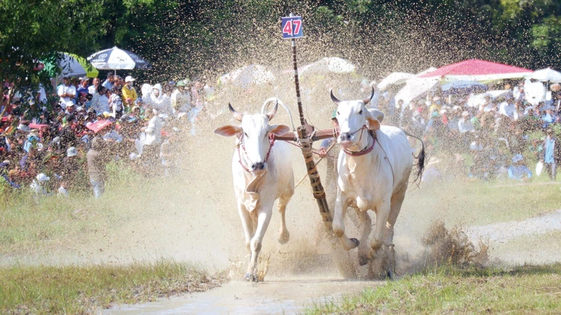 នៅជុំលែងគោ គោមួយនឹមៗ ស្ទុះបោលលឿនអស់ពីសមត្ថភាព ដើម្បីទៅកាន់គោលដៅបង្កើតបានជាទស្សនីយភាពបោលដេញ ជក់ចិត្ត តានតឹងអស្ចារ្យខ្លាំងនិងល្អមើល។