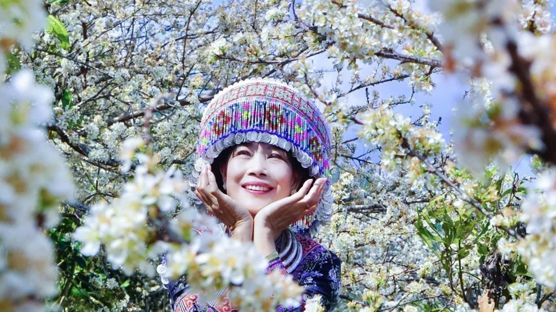 ផ្កាផ្លាំរីកស្គុសស្គាយទាក់ទាញភ្ញៀវទេសចរអញ្ជើញមកតំបន់ភ្នំ ពុងលួង