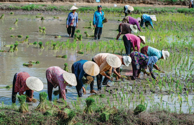 មាមីងបងប្អូនពុទ្ធបរិស័ទ ខ្មែរ សម្របខ្លួនចូលក្នុងបុណ្យស្ទូងសំណាបនៅវត្តគីរីគុជ្ជរោទិ៍ឥសីសិទ្ធី (រោទិ៍) នៅឃុំ អានគឺ ទីរួមខេត្ត ទិញបៀន ខេត្ត អានយ៉ាង cay-ma-3.jpg