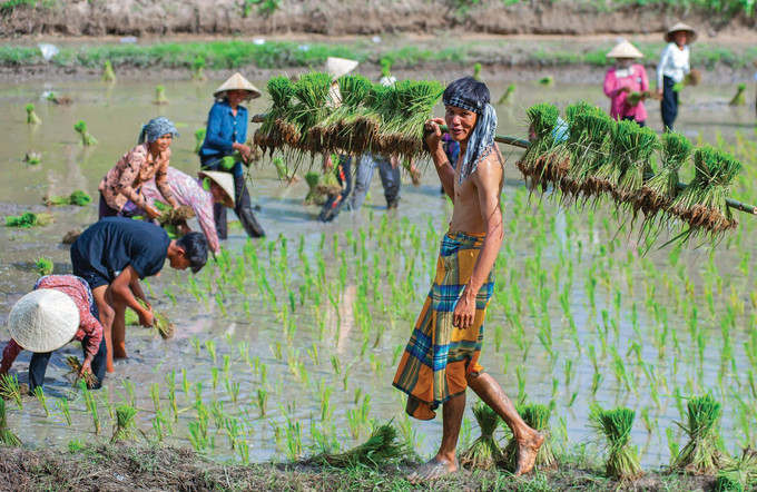 ការស្ទូងសំណាបវត្តគីរីគុជ្ជរោទិ៍ឥសីសិទ្ធី (រោទិ៍) ត្រូវបានប្រព្រឹត្តឡើងដូចជាថ្ងៃបុណ្យធំមួយរបស់ភូមិស្រុក ខ្មែរ អ៊ីចឹង cay-ma-2.jpg