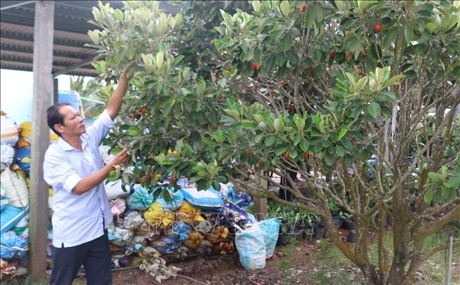 ផ្តើមពីប្រភពទុនអនុគ្រោះពីធនាគារគោលនយោបាយសង្គម ក្រុមគ្រួសារ ខ្មែរ ជាច្រើននៅសង្កាត់ ហៀបថាញ់ ខេត្ត កាម៉ៅ មានលក្ខខណ្ឌវិនិយោគលើការអភិវឌ្ឍគំរូដាំដំណាំហូបផ្លែ បង្កើនប្រាក់ចំណូល។ រូបថត៖ ទន់គៀត tin-dung-3.jpg