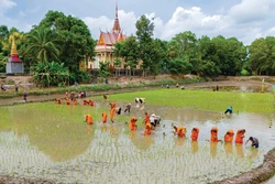 រូបភាពព្រះសង្ឃ មាមីងបងប្អូនពុទ្ធបរិស័ទ ខ្មែរ ព្យាយាមខ្នះខ្នែងស្ទូងសំណាបនៅអំពកស្រែជាង ២.០០០ ម៉ែត្រការ៉េនៅខាងក្រោយបរិវេណវត្តគីរីគុជ្ជរោទិ៍ឥសីសិទ្ធី (រោទិ៍) បានបង្កើតផ្ទាំងគំនូរជនបទមួយផ្ទាំងដ៏សុខក្សេមក្សាន្តនិងពោរពេញដោយកម្លាំងរស់រាន