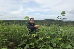 មានក្រុមគ្រួសារជាច្រើននៅឃុំព្រំដែន អៀណាន ខេត្ត យ៉ាឡាយ បានរួចផុតពីភាពក្រីក្រអាស្រ័យ​ដោយ​គោលនយោបាយឧបត្ថម្ភដំណាំស្វាយចន្ទី ដាំឆ្លាស់ជាមួយនឹងដំណាំរយៈពេលខ្លីលើផ្ទៃដីចោលទំនេរ។