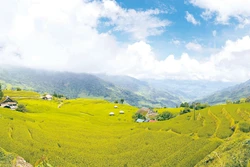 ភូមិ សាភីន ឃុំ ថាញ់ធុយ (ខេត្ត ទ្វៀនក្វាង) ស្រស់ស្អាតដល់ថ្នាក់អង្រួនចិត្តដោយមានដំបូលផ្ទះប្រក់ស្លឹកទ្រាំងគ្របដណ្ដប់ដោយស្លែពណ៌បៃតងនៅស្ងប់ស្ងាត់ក្បែរអំពកស្រែកាំជណ្តើរទាំងឡាយព័ន្ធឱបក្រសោបពេញចង្កេះភ្នំទាំងមូល។