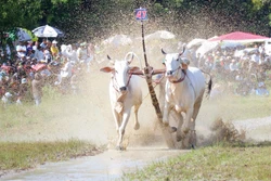 នៅជុំលែងគោ គោមួយនឹមៗ ស្ទុះបោលលឿនអស់ពីសមត្ថភាព ដើម្បីទៅកាន់គោលដៅបង្កើតបានជាទស្សនីយភាពបោលដេញ ជក់ចិត្ត តានតឹងអស្ចារ្យខ្លាំងនិងល្អមើល។