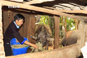 ក្រោកឈរឡើងវិញក្រោយពីចំពប់ដួលហើយក្លាយជាលេខាសាខាបក្ខភាគដ៏មានកិត្យានុភាព 