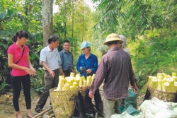 ប្រាក់ចំណូលរបស់ប្រជាជនដែលដាំដំណាំឫស្សីយកទំពាំង បាតដូ នៅស្រុក ត្រឹនអៀន កាន់តែខ្ពស់ឡើងនិងស្ថិរភាពពីមួយថ្ងៃទៅមួយថ្ងៃ តាំងពីពេលមានសហគ្រាសមកប្រមូលទិញ ចុះកិច្ចសន្យាប្រមូលទិញទំពាំងឫស្សីស្រស់
