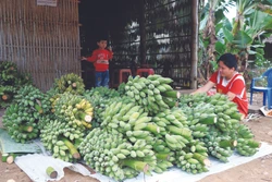 ដាំចេក-ស ផ្តល់ប្រសិទ្ធភាពសេដ្ឋកិច្ចខ្ពស់
