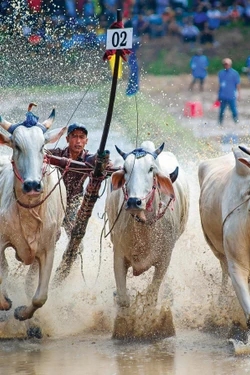 ពិធីបុណ្យប្រណាំងគោវត្ត រោទិ៍ លក្ខណៈវប្បធម៌ដ៏វិសេសវិសាលរបស់បងប្អូនជនជាតិ ខ្មែរ តំបន់ បៃនូយ