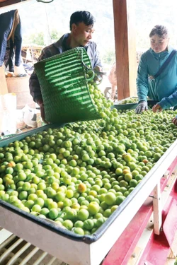 ការបែងចែកប្រភេទ វេចខ្ចប់ផ្លែព្រូនមុនពេលយកទៅលក់ចេញនៅនឹងគ្រួសារអ្នកស្រី តុង ធីថាញ់ នៅភូមិ ហ៊ូន ឃុំ ចៀង ក ទីក្រុង សឺនឡា (ខេត្ត សឺនឡា)