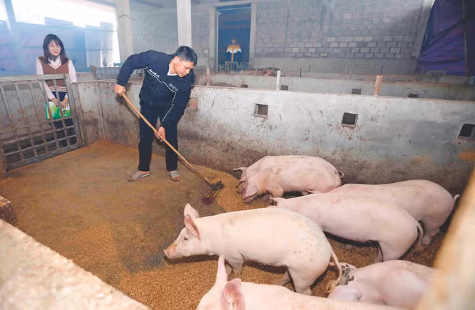 3-chinh sach uu dai-a luoi-tran viet.jpg