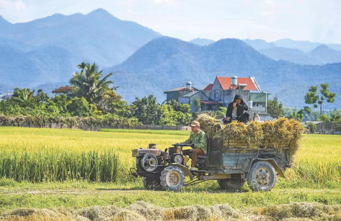 1-canh dong Muong Thanh-xuan tu.jpg