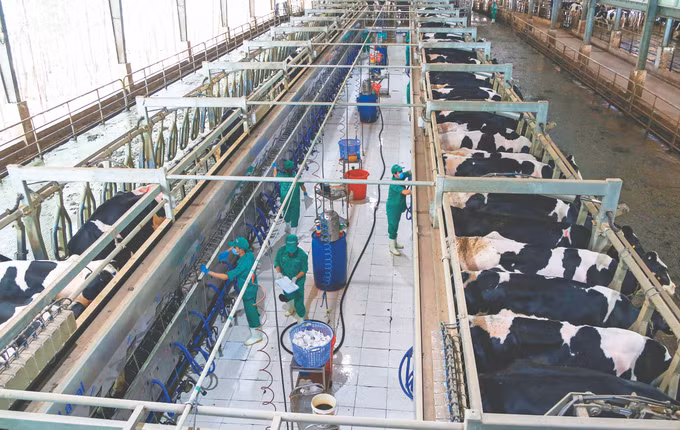 Chuoi lien ket nong nghiep Tay Ninh 3.jpg