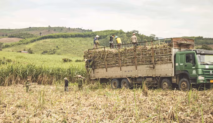 5-nguoi bahnar trong mia-quang thai.jpg