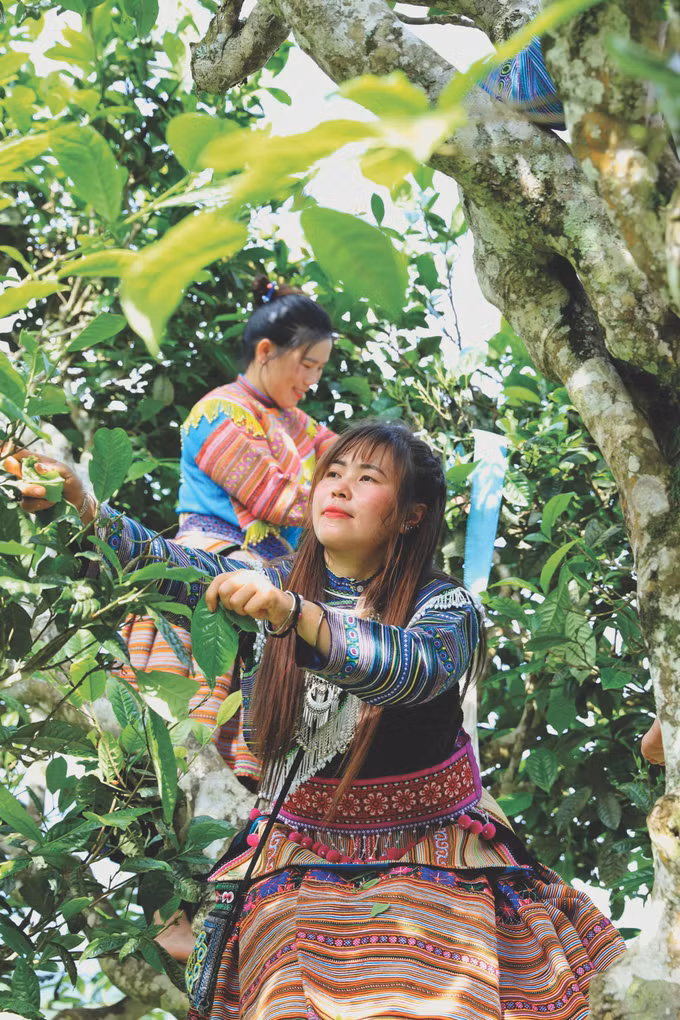 7-shan tuyet co thu-an thanh dat.JPG