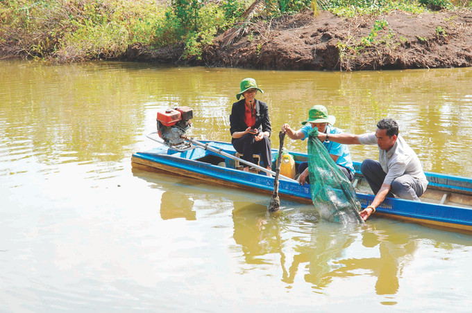 កសិករឃុំ លិញហ្វ៊ិញ ស្រុក ហនដឹត ប្រមូលផលបង្គាក្នុងស្រះនៅក្នុងតំបន់ព្រៃការពារ Phat trien kinh te gan bao ve rung o Kien Giang 5.jpg