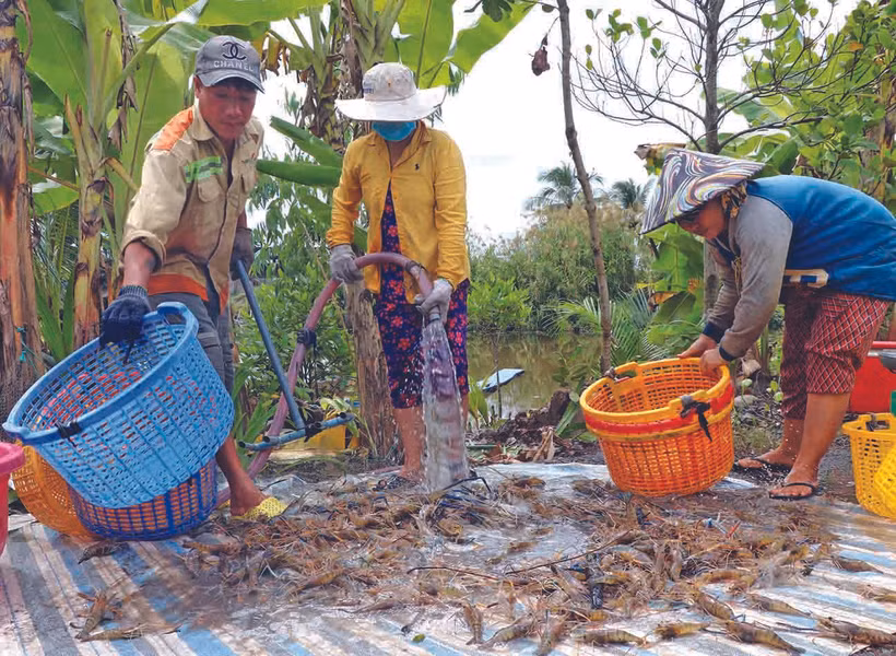 រដូវបង្កងដៃវែងឆ្នាំ ២០២២ កសិករខេត្ត កាម៉ៅ ប្រមូលផលជាមធ្យមពី ៣០០ ដល់ ៤០០ គីឡូក្រាមក្នុងមួយហិកតាដោយឡែកមានក្រុមគ្រួសារមួយចំនួនប្រមូលផលបានរហូតដល់ ៥០០ គីឡូក្រាមក្នុងមួយហិកតា