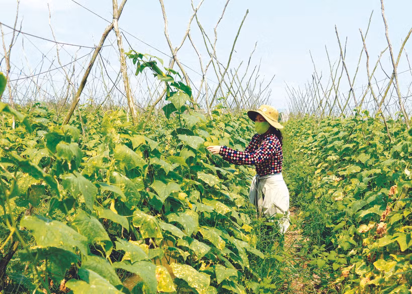 ចម្ការត្រសក់របស់បងស្រី ង្វៀនធុយលិញ នៅភូមិ ប៊ិញ ថាញ់ ឃុំ ប៊ិញថាញ់ ស្រុក ថ្វាយសឺន (ខេត្ត អានយ៉ាង) ផ្តល់ទិន្នផល ៣ តោនក្នុង ១.០០០ ម៉ែត្រការ