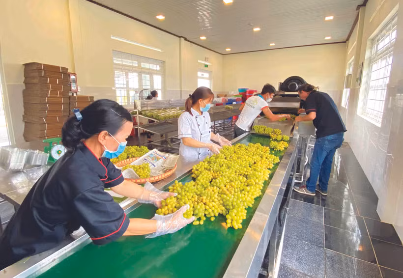 ទំពាំងបាយជូរបៃតង NH 01-48 ផលិតផលចម្បងមួយក្នុងចំណោមផលិតផលចម្បងៗ ទាំងឡាយរបស់សហករណ៍ទំពាំងបាយជូរ Evergreen និញធន់