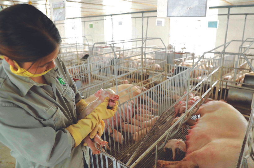 ពូជជ្រូកដាក់ចូលចិញ្ចឹមត្រូវតែបានត្រួតពិនិត្យគុណភាព មានប្រភពច្បាស់លាស់ សុខភាពមាំមួន