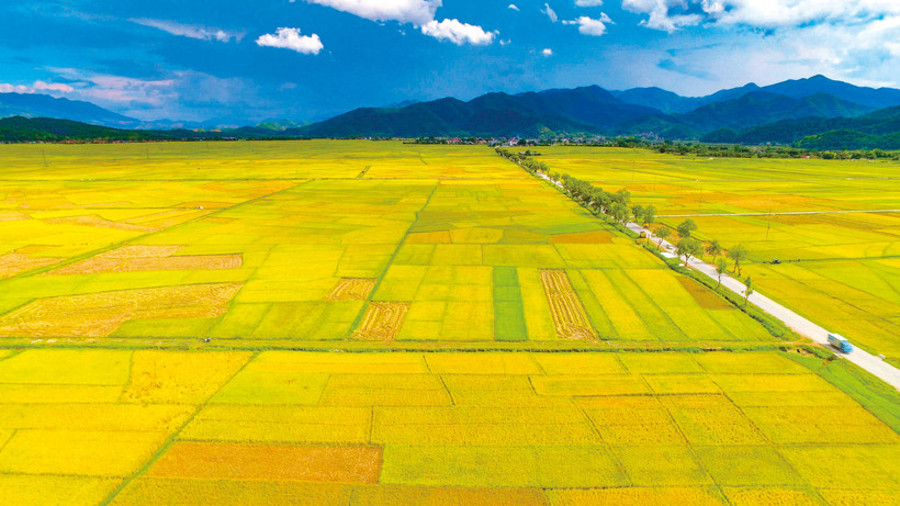 វាលស្រែ មឿងថាញ់ ដោយមានផ្ទៃដីជាង ១៤០ គីឡូម៉ែត្រការ៉េ គឺជាវាលស្រែធំជាងគេបំផុតតំបន់ តីបាក់ (ភូមិភាគពាយ័ព្យ)