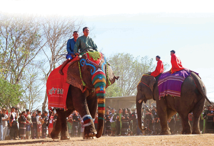 ដំរី ហ្ឃុន របស់ហ្មដំរី អ៊ៃសាណប (ខាងឆ្វេង) សម្រេចបានពានរង្វាន់លេខមួយពិធីប្រលងសម្អិតសម្អាងអោយដំរី