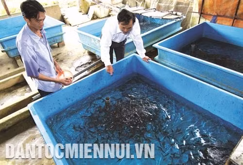បច្ចេកទេសចិញ្ចឹមត្រីសាល់ម៉ុង Oncorhynchus mykiss ទឹកត្រជាក់