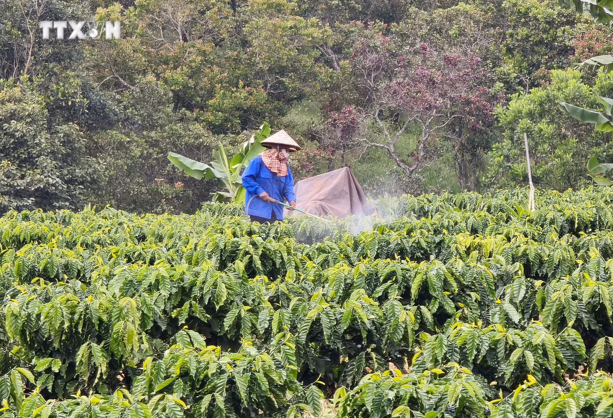 vna-potal-tao-dot-pha-phat-trien-vung-dong-bao-dan-toc-thieu-so-va-mien-nui-lam-dong-8828956.jpg